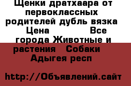 Щенки дратхаара от первоклассных  родителей(дубль вязка) › Цена ­ 22 000 - Все города Животные и растения » Собаки   . Адыгея респ.